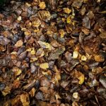 Costa Rica - Cascara SPEZIAL